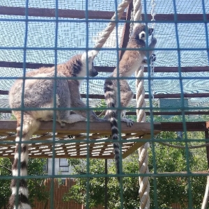 pokaż obrazek - Wycieczka klas IIIa i IIIb do Lemur Parku w Rumi